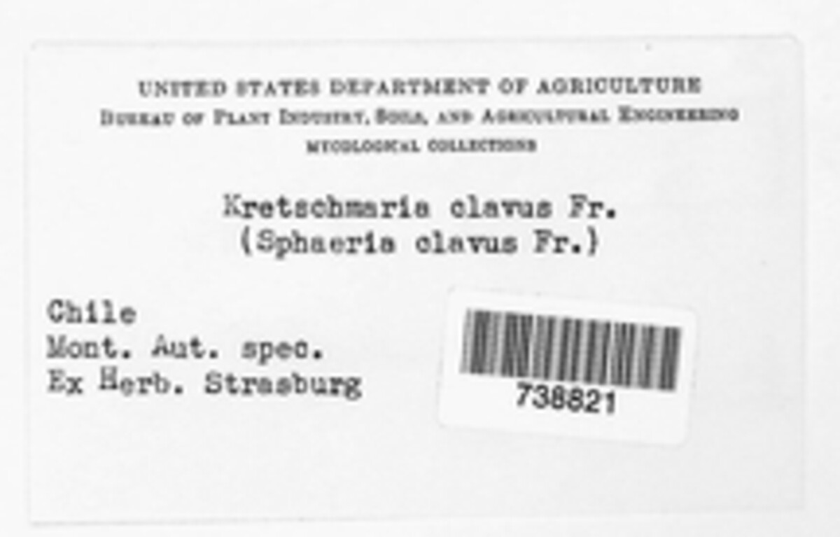 Kretzschmaria clavus image